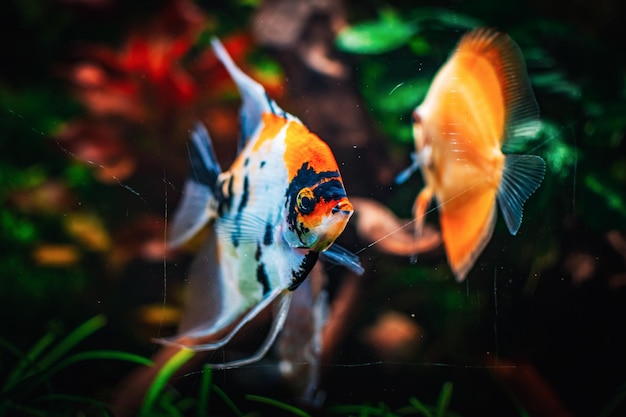 Foto delizioso pesce angelo nel mio acquario