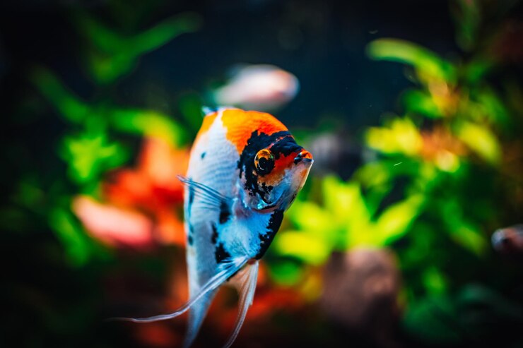 私の水族館の素敵な天使の魚