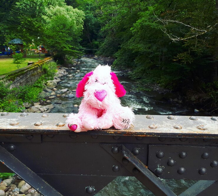 Photo lovely bear on the bridge