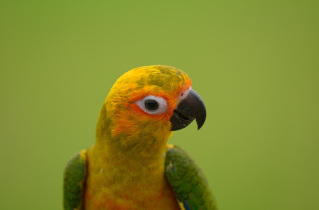 Lovely beautiful parrot, Sun conure.