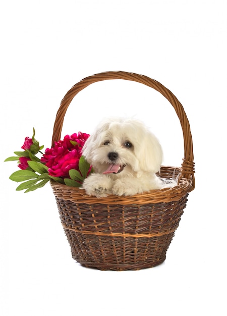 Lovely bichon  in basket