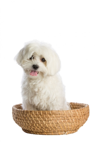 Lovely bichon dog in basket
