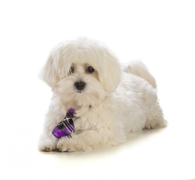 Lovely bichon  with tie