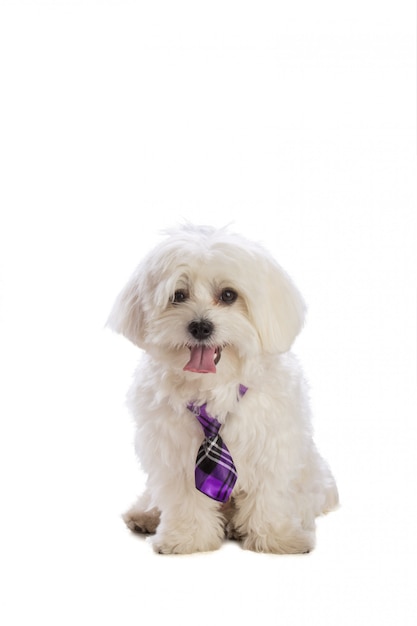 Lovely bichon  with tie