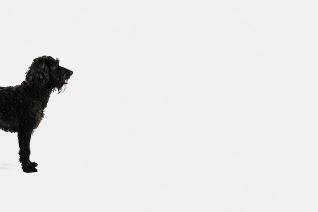 Foto cane nero adorabile che posa con il fondo bianco