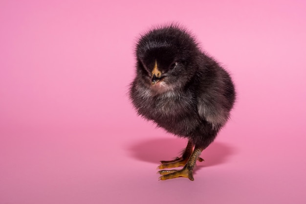 Lovely, black, fluffy, thoroughbred chicken on a pink background