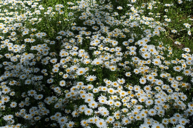 美しい花の花の花 背景は白い花の花