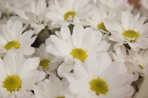 Lovely blossom daisy flowers background White daisy texture