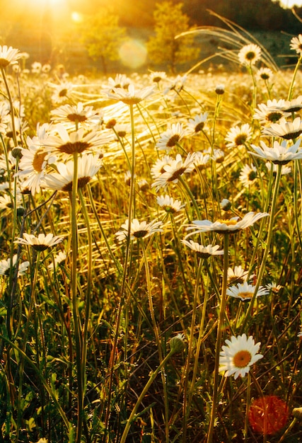 Lovely blossom daisy flowers field background