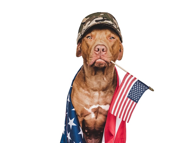 Foto berretto militare cane marrone adorabile e bandiera americana