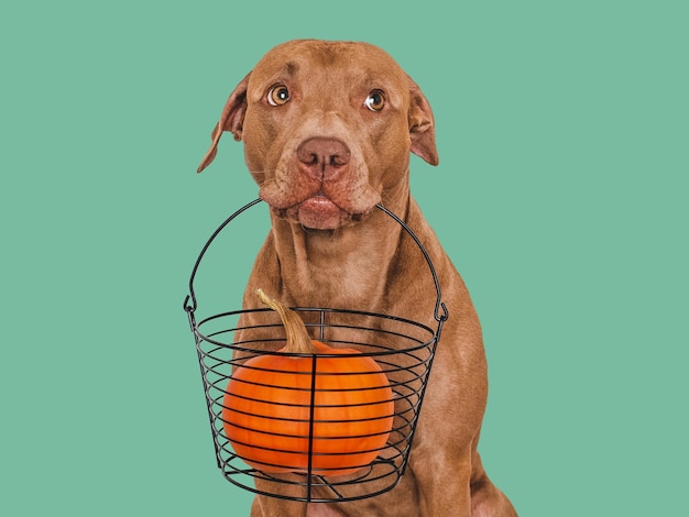 Lovely brown puppy ripe juicy pumpkin lying in a metal black basket Closeup indoors Studio shot Congratulations for family relatives loved ones friends and colleagues Pet care concept