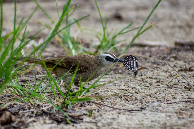 Lovely bulbul eating butterfly