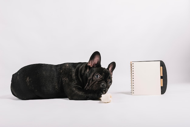 Lovely bulldog composition with notebook