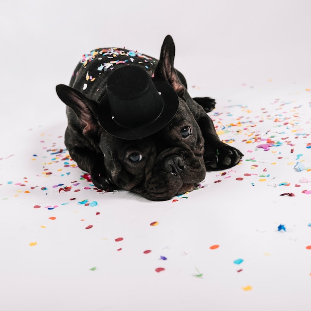 Foto bulldog adorabile che posa con gli elementi del partito