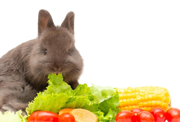 Lovely bunny fluffy baby grey rabbit, Adorable baby rabbit with carrot, baby corn and green vetgetable, on white background. Healthy food, healthy rabbit.