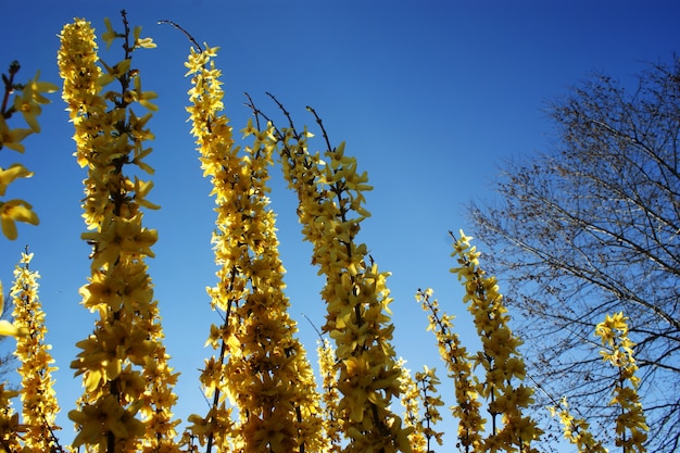 Фото Прекрасный куст желтых весенних цветов