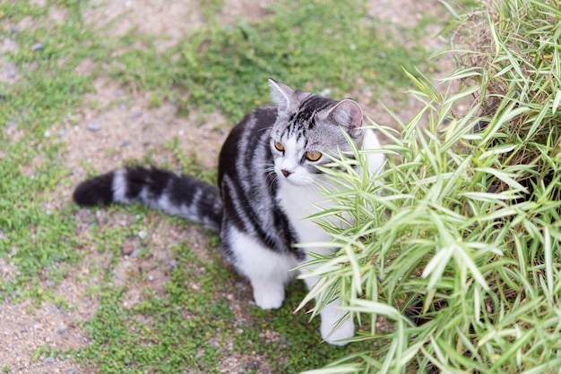 A lovely cat with bamboo tree,Thyrsostachys siamensis Gamble,natural medicine plant 