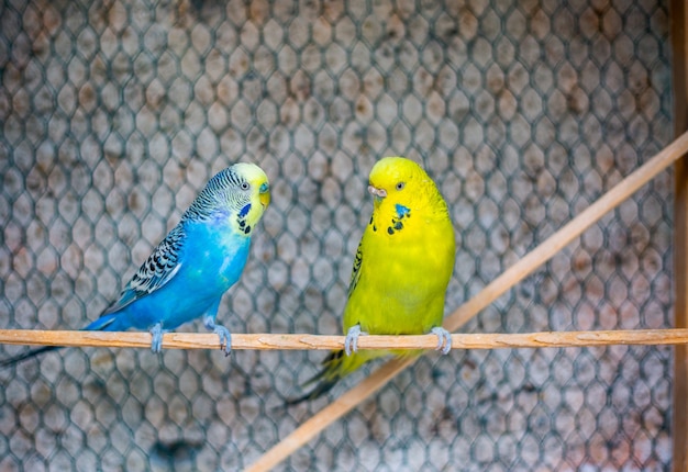 Lovely colorful budgies on a perch in the aviary, animal concept