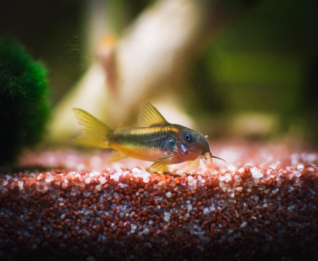 Lovely corydoras family in mu aquarium