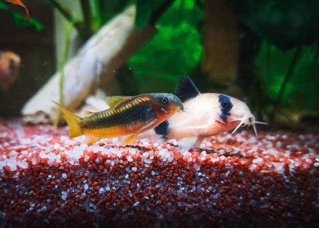 Photo lovely corydoras family in mu aquarium