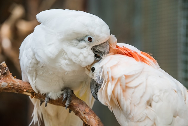 Lovely couple white cockatoos parrots on branch