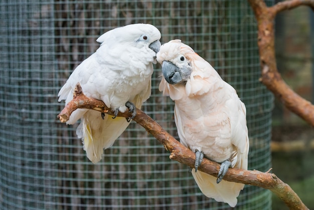 Lovely couple white cockatoos parrots on branch