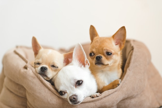 Lovely, cute and beautiful domestic chihuahua puppies friends lying, relaxing in dog bed