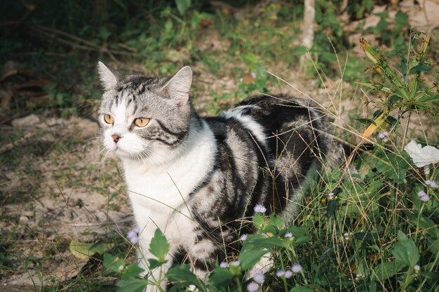 Lovely cute little cat with  beautiful yellow eyes relaxing  in garden