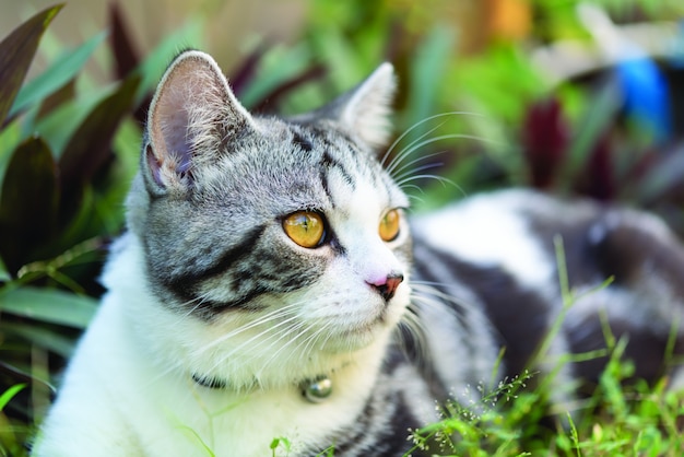 Lovely cute tubby cat 