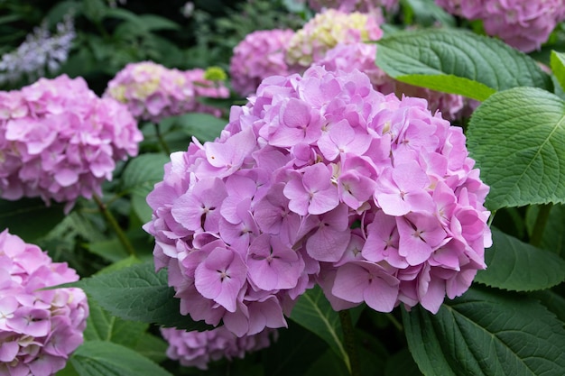 Lovely delicate blooming ball pinklilac hydrangeas spring summer flowers in the garden