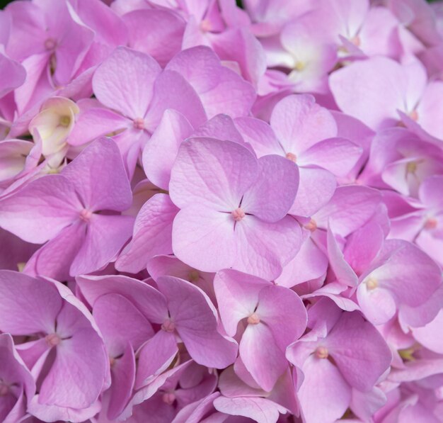 Lovely delicate blooming pinklilac hydrangeas spring summer flowers in the garden
