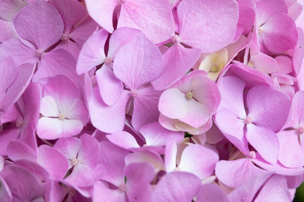 Lovely delicate blooming pinklilac hydrangeas spring summer flowers in the garden