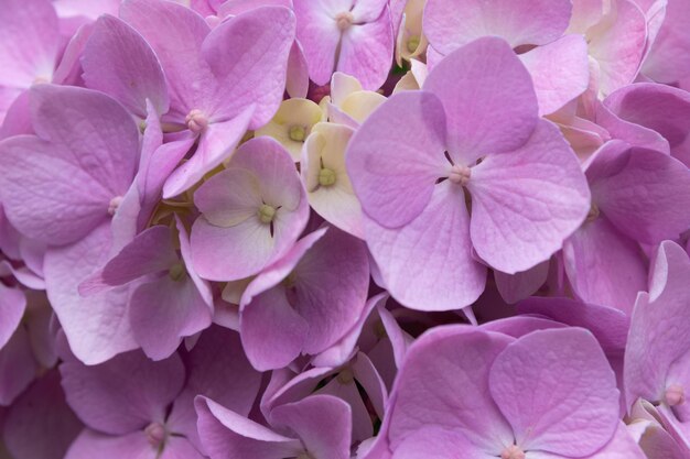 Lovely delicate blooming pinklilac hydrangeas spring summer flowers in the garden