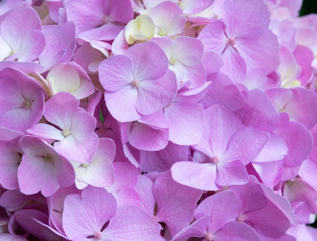Lovely delicate blooming pinklilac hydrangeas Spring summer flowers in the garden