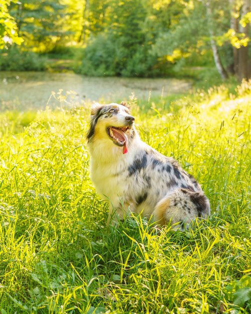 素敵な犬のオーストラリアンシェパードが草の中に座って舌を出し、朝の散歩の後に休んでいます