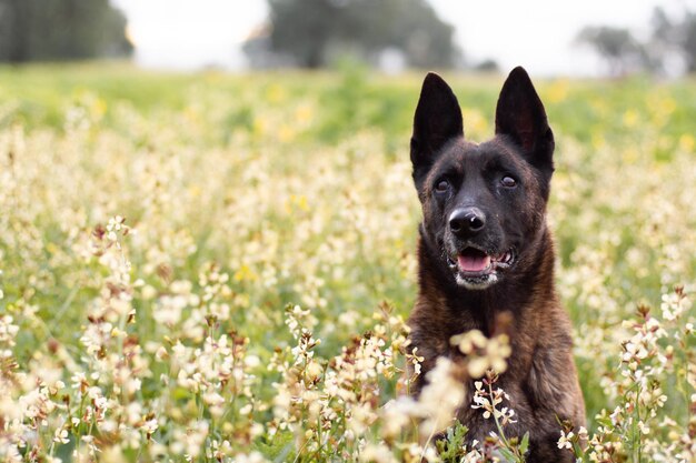 Lovely dog dutch shepherd in a field of flowers