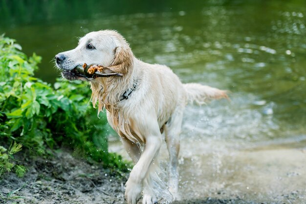 春に一人で川で楽しい素敵な犬