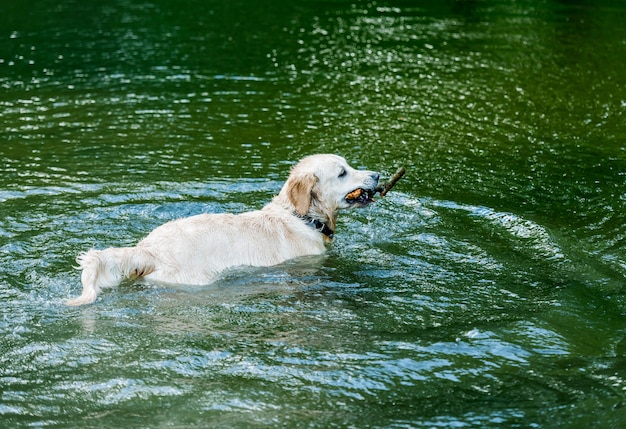 Милая собака веселится в реке одна весной