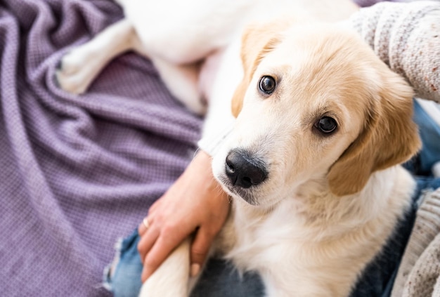 Lovely dog resting on female hands