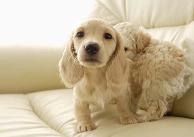 写真 素敵な犬