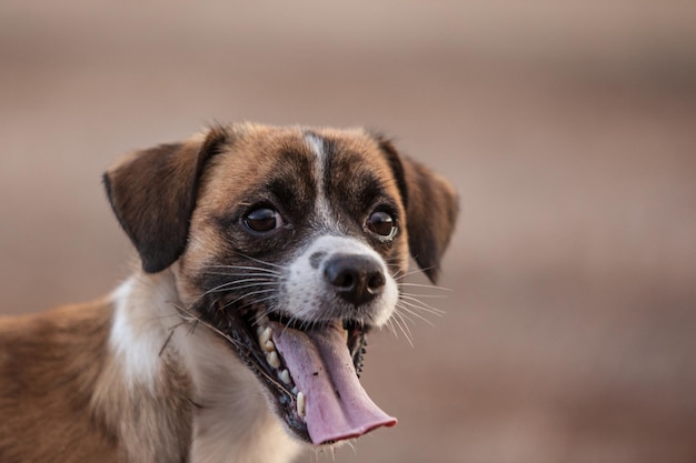 Bella faccia da cagnolino