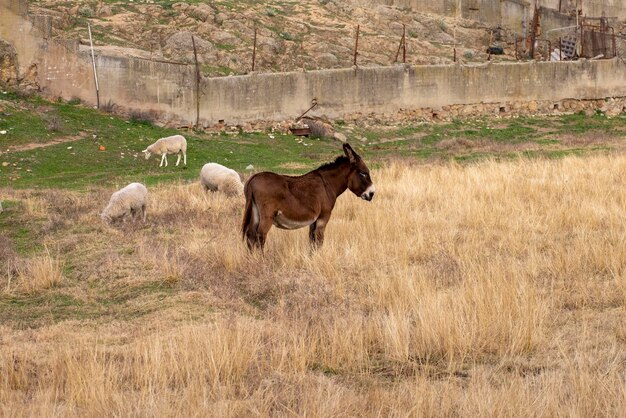 Lovely donkey grazing in an open meadow in the farm