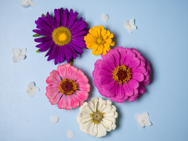 Lovely flowers on a blue background. Holiday postcard