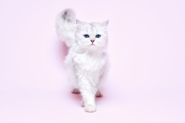 Lovely fluffy white cat on pink background.