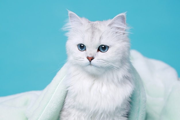 Lovely fluffy white cat sitting in soft plaid on blue background.