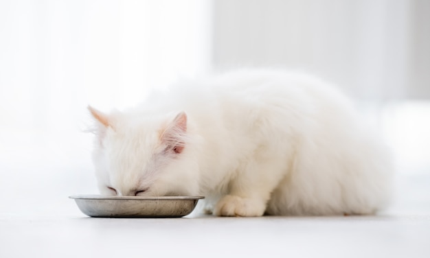 床に座って、明るい部屋でボウルからの飼料を食べる素敵なふわふわの白いラグドール猫。食べ物と屋外で愛らしい純血種の猫のペット