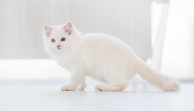 사진 사랑스러운 푹신한 흰색 래그돌 고양이가 밝은 방을 걷고 아름다운 파란 눈으로 뒤를 돌아봅니다. 야외에서 사랑스러운 순종 고양이과의 애완 동물