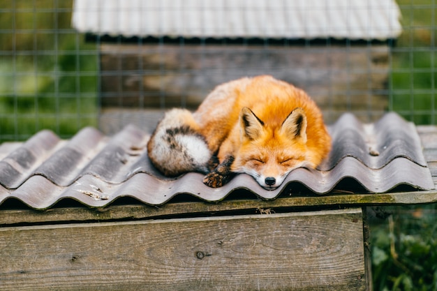 屋根の上で眠っている素敵なキツネ。