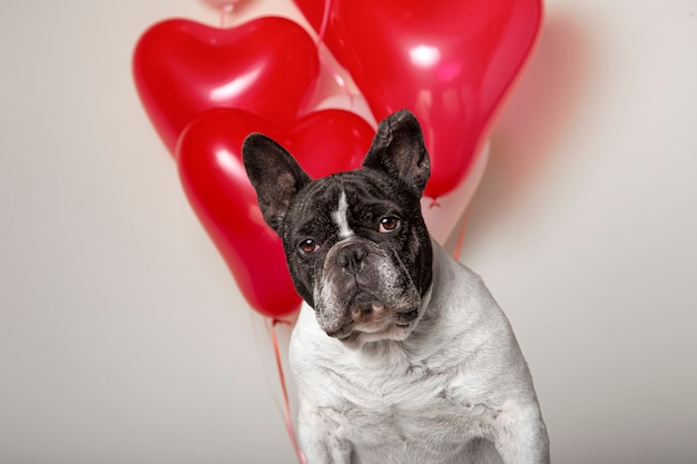 Lovely french bulldog with colorful heart shaped balloons in the background. Studio portrait