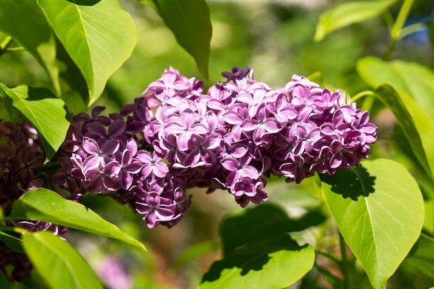 Lovely fresh branches of lilac flowers on a background of green leaves